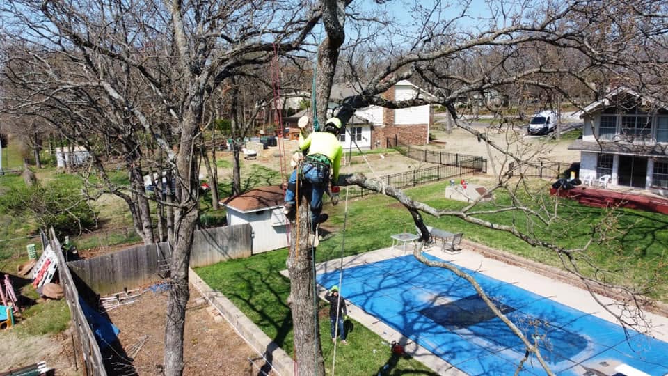 Clark Tree Service climber working high in a residential tree