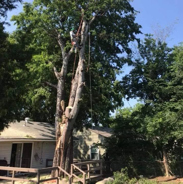 Arborist in harness cutting a large limb