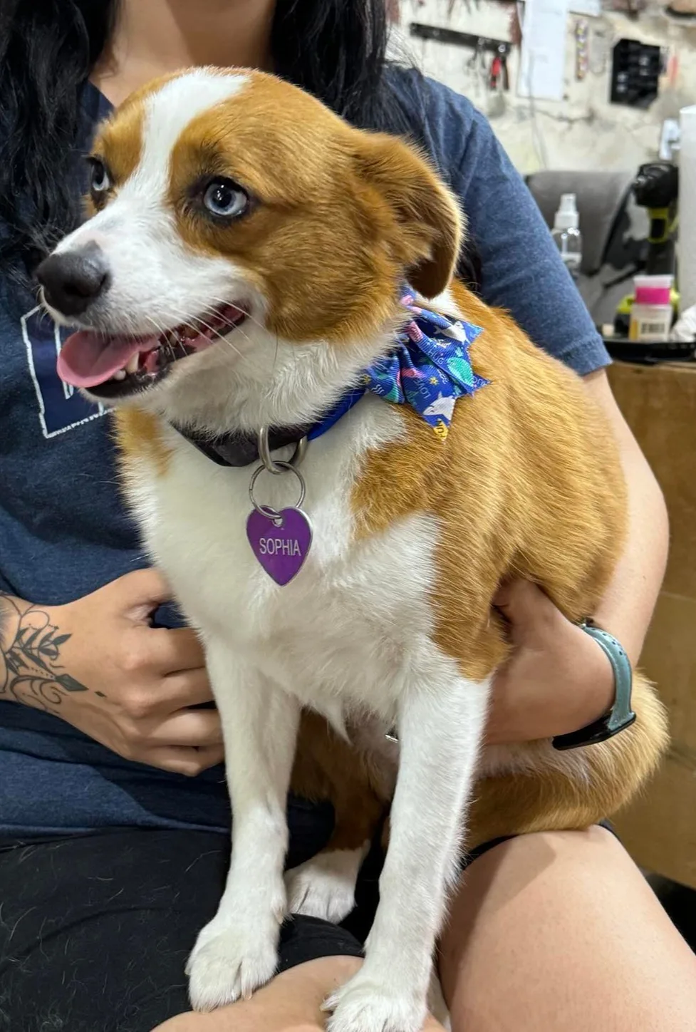 Freshly groomed dog ready to go home