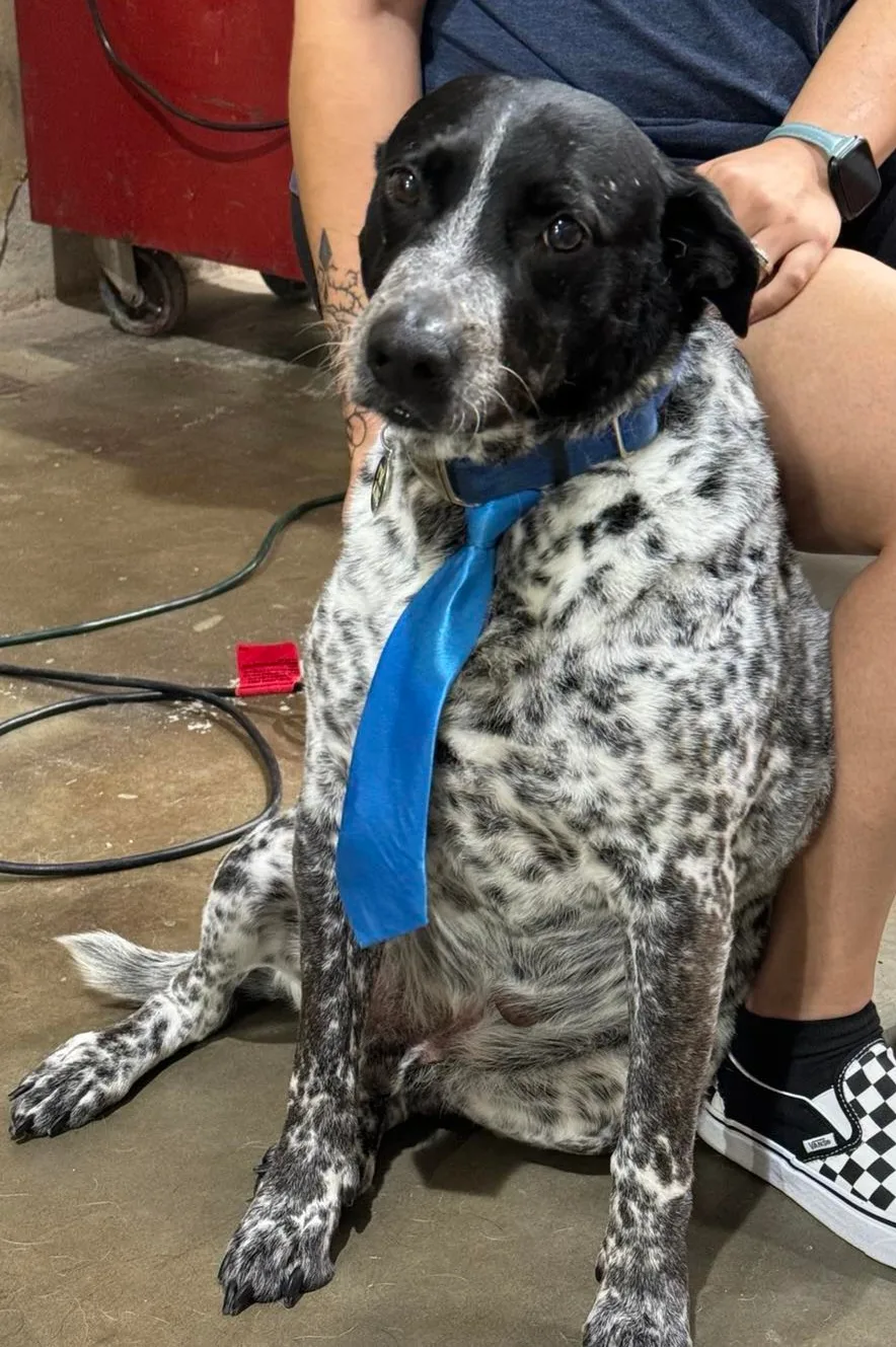 Dog after grooming with a blue necktie