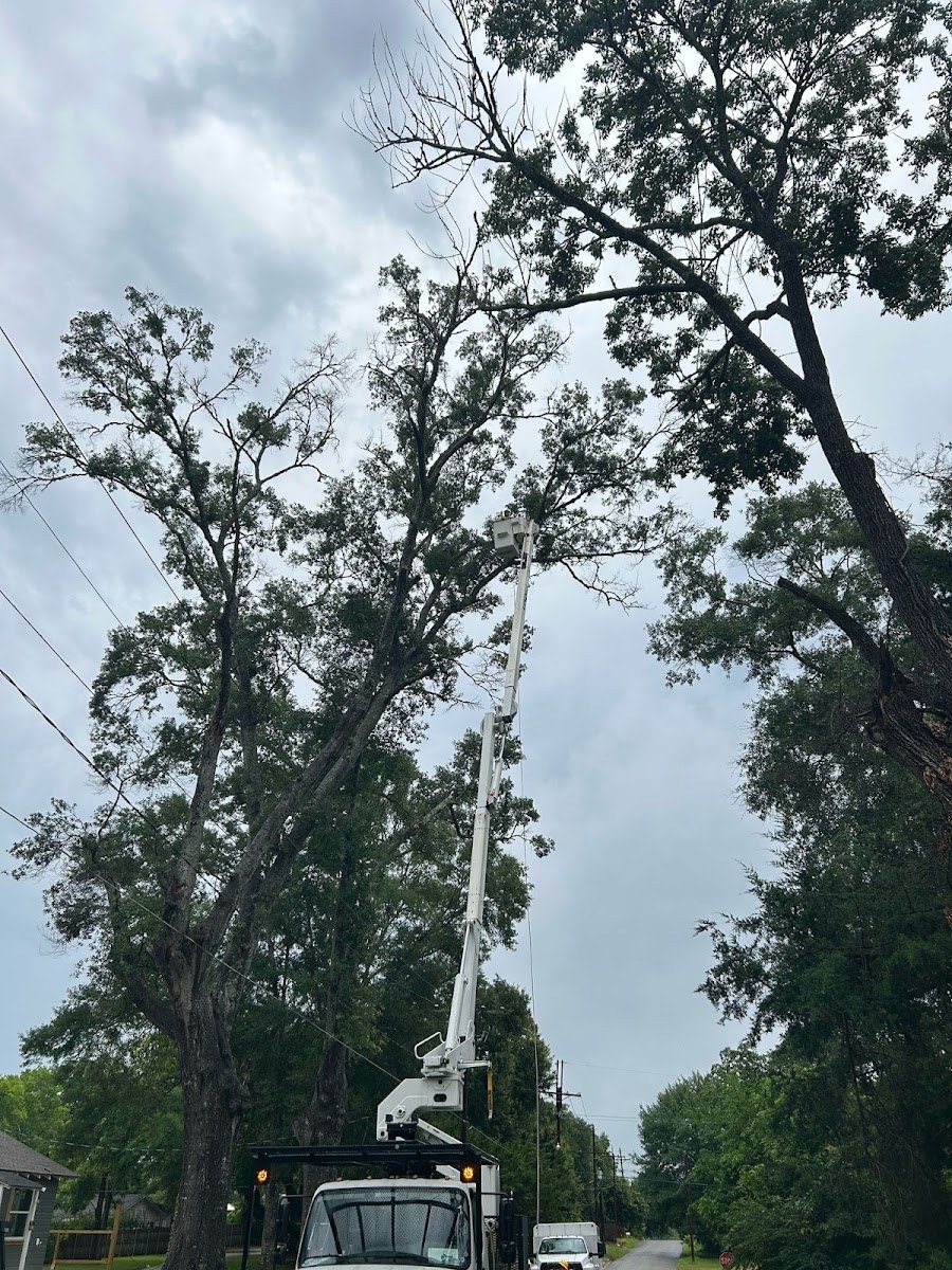 Bucket truck reaching into a tall tree for pruning