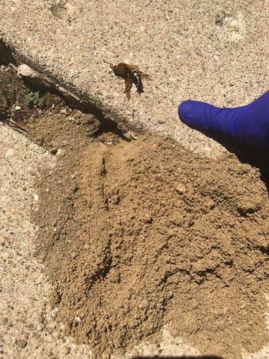 Pest documented on a sidewalk during a service visit
