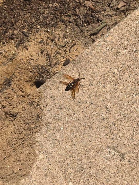 On-the-job pest service photo