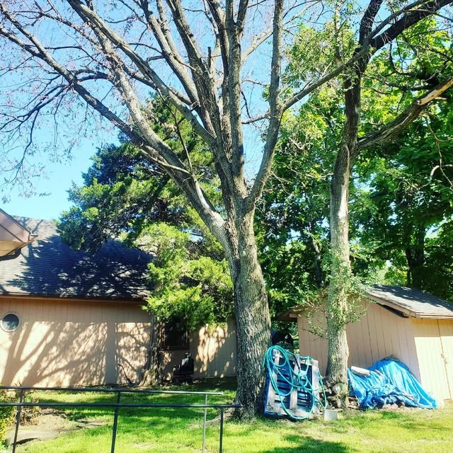 Tall yard tree beside a home before trimming