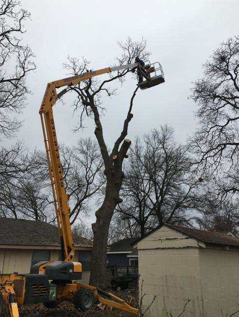 Boom lift trimming a tall tree in a residential yard